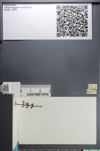 Media type: image; Entomology 523686